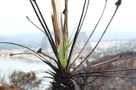 Plant javea montgo fire ash burnt.