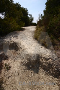 Plant javea spain europe nature.