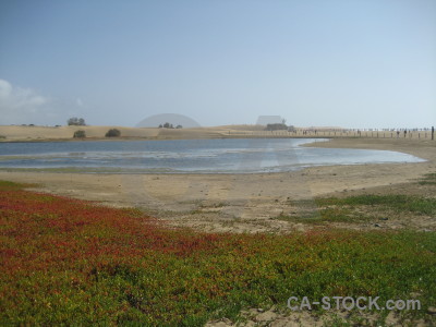 Plant landscape coast beach water.