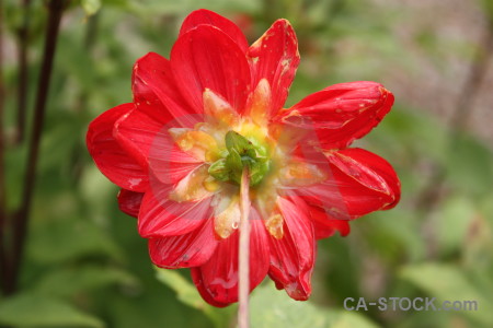 Plant orange red flower green.