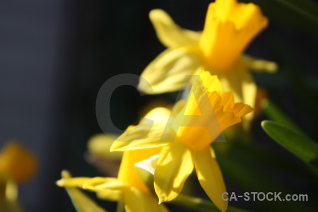 Plant orange yellow flower.