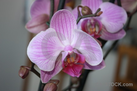 Plant orchid flower purple.