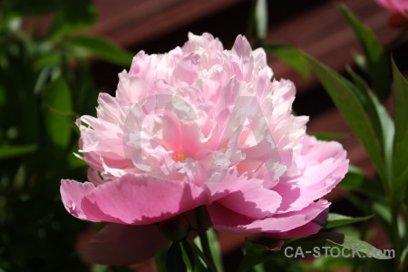 Plant peony pink green flower.