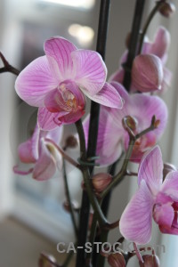 Plant pink flower purple orchid.