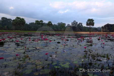 Plant pool sky buddhism buddhist.