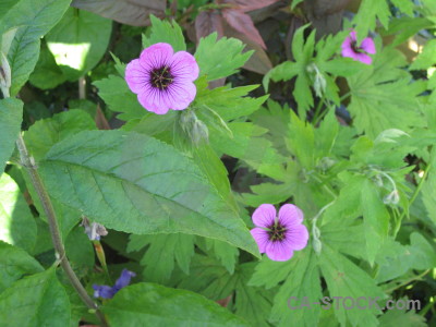 Plant purple green flower.