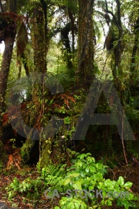 Plant rainforest leaf tree fern.