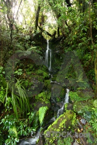 Plant rainforest moss tree fern.