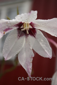 Plant red flower.