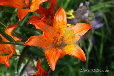 Plant red green yellow lily.