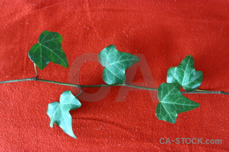 Plant red leaf ivy green.