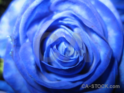 Plant rose blue flower.