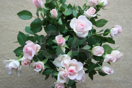 Plant rose flower green.
