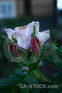 Plant rose green flower.