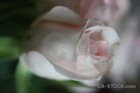 Plant rose green flower.