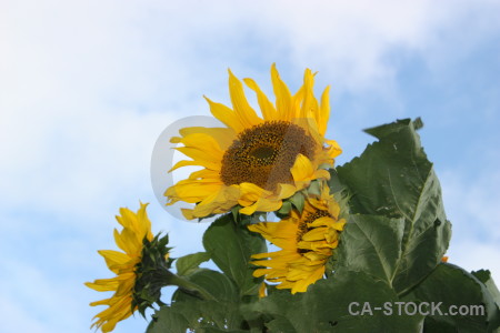 Plant sunflower flower green yellow.