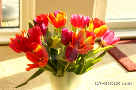 Plant vase tulip flower bouquet.