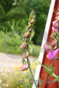 Plant white flower green red.