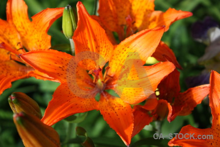 Plant yellow lily orange green.