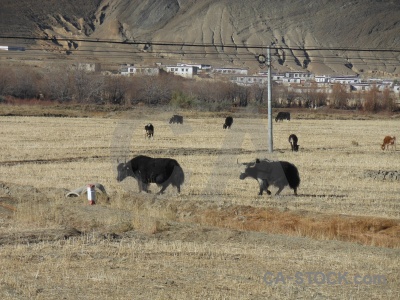 Plateau china asia altitude arid.