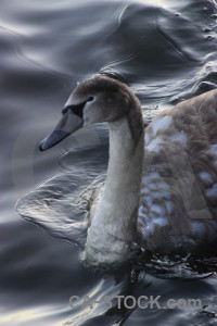 Pond animal aquatic water bird.