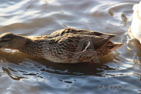 Pond animal bird aquatic water.