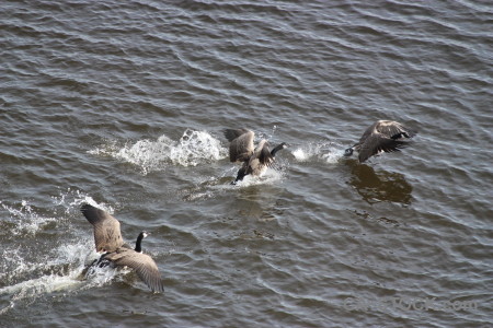 Pond animal water aquatic bird.