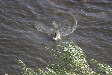 Pond animal water aquatic bird.