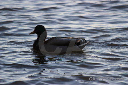 Pond animal water aquatic bird.