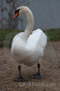 Pond animal water aquatic bird.