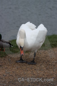 Pond aquatic animal water bird.