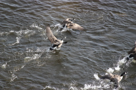 Pond aquatic bird water animal.