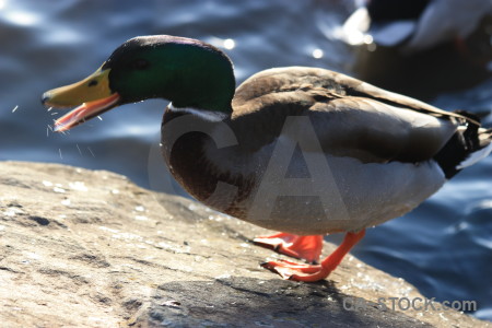 Pond aquatic water animal bird.
