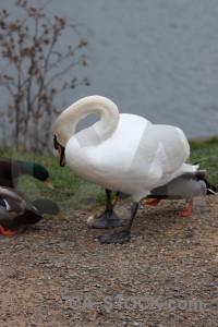Pond aquatic water animal bird.