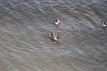 Pond aquatic water bird animal.