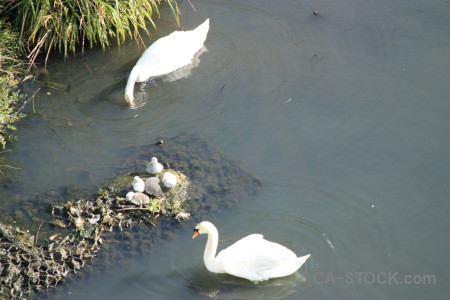 Pond bird animal aquatic water.