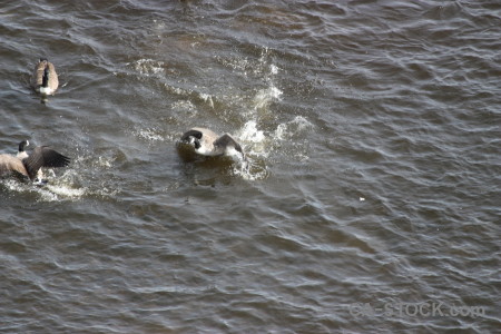 Pond bird animal aquatic water.