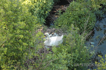 Pond bird animal aquatic water.
