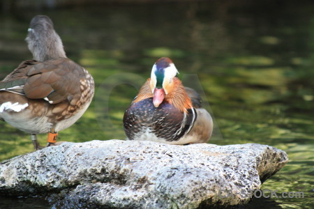 Pond bird animal water aquatic.