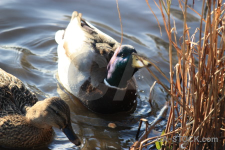Pond bird aquatic animal water.