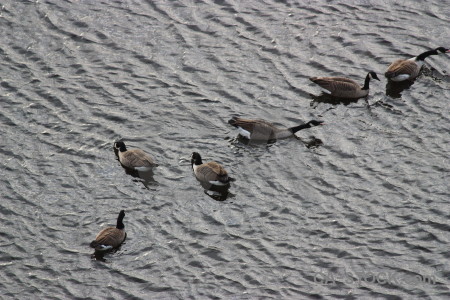 Pond bird aquatic water animal.