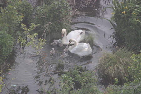 Pond bird swan animal aquatic.