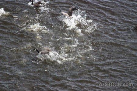 Pond water animal bird aquatic.