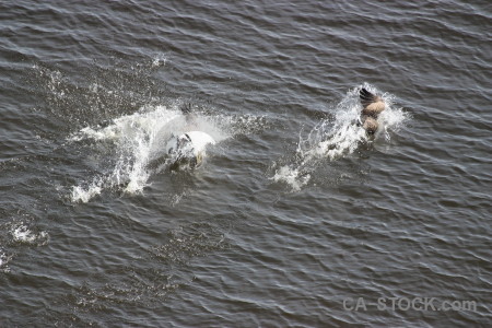 Pond water aquatic animal bird.