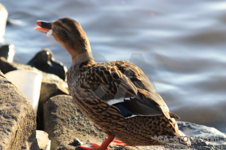Pond water aquatic bird animal.