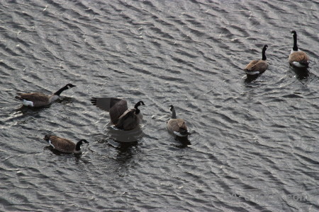 Pond water bird animal aquatic.