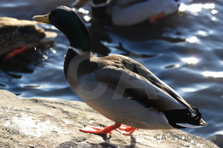 Pond water bird animal aquatic.