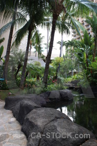 Pool water green.