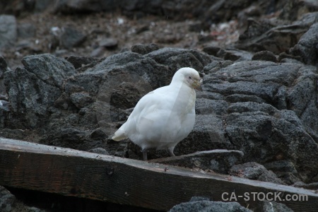 Port lockroy south pole sheathbill day 10 palmer archipelago.