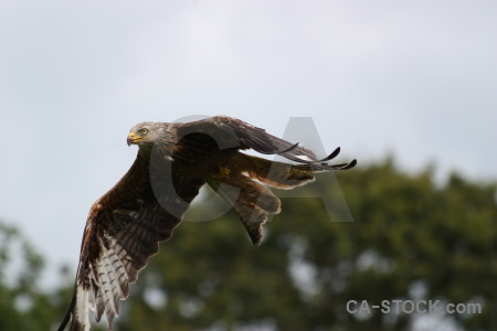 Predator bird flying sky animal.